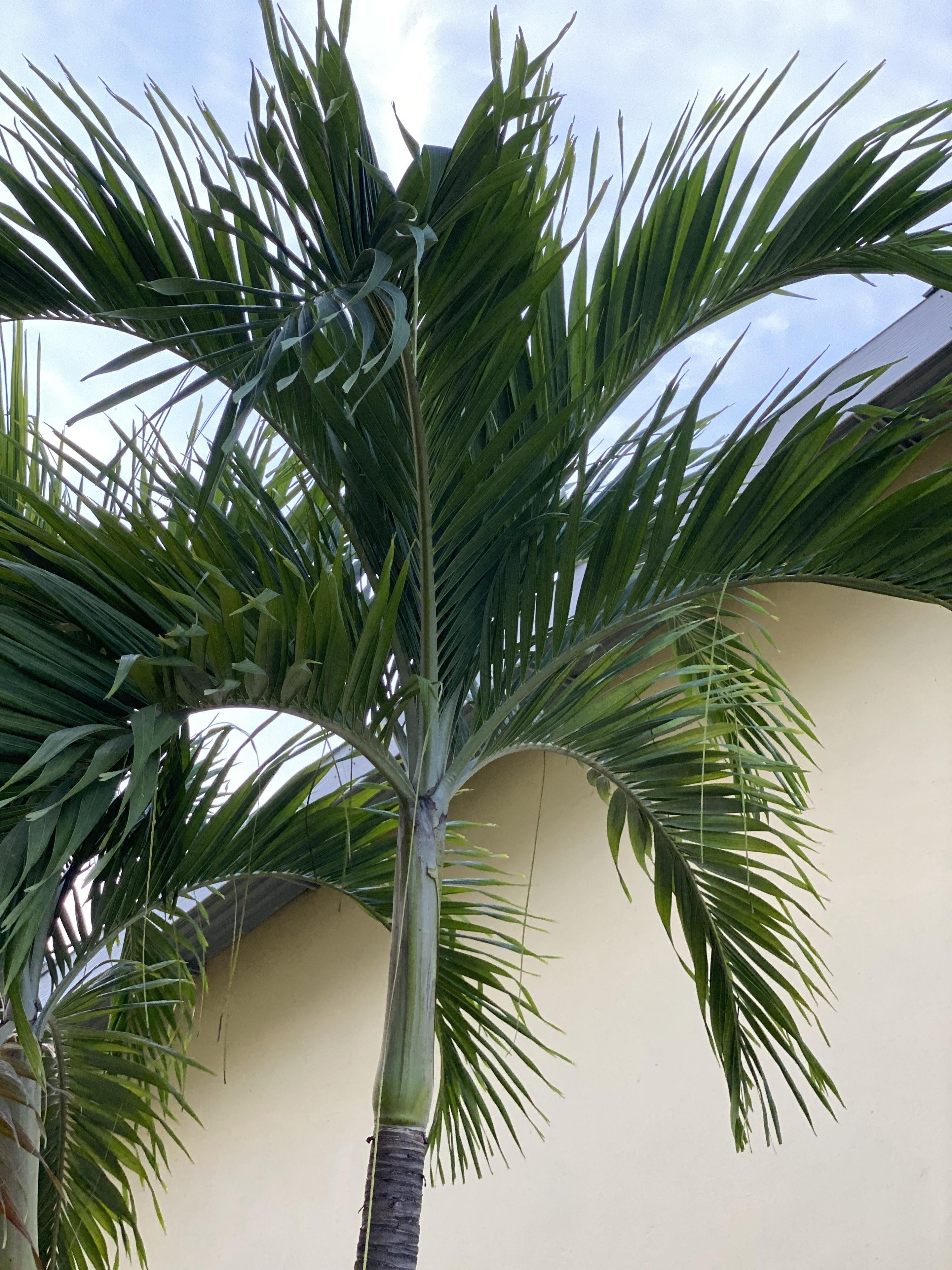 Archontophoenix alexandrae